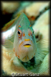 Hawk fish eyeing me. I took this with a Canon 20D - 60MM ... by Stuart Ganz 